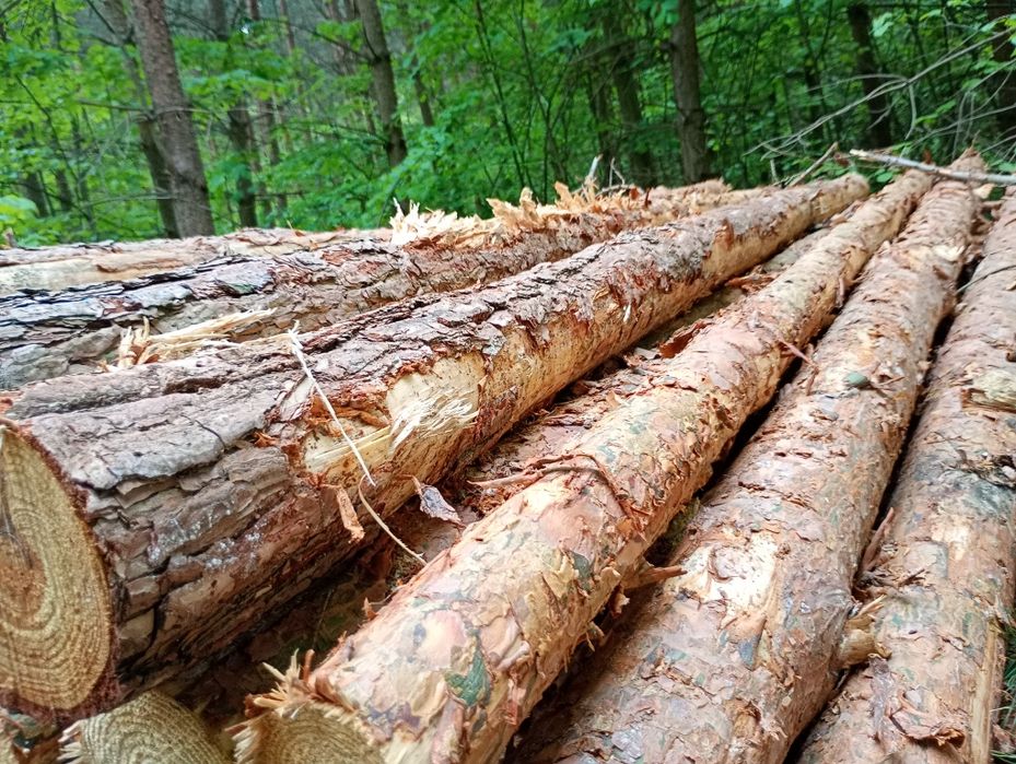 Stęple budowlane słupki drewniane żerdzie