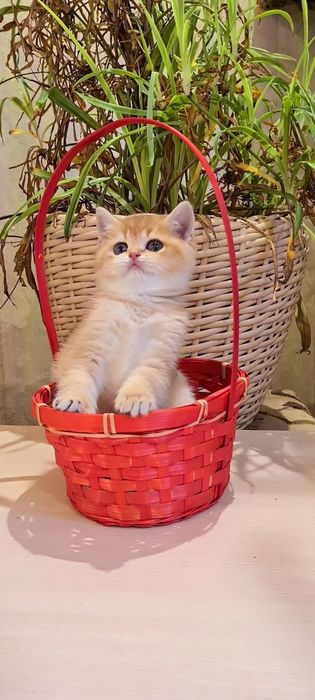 Девочка ждёт вас!Золотая шиншилла