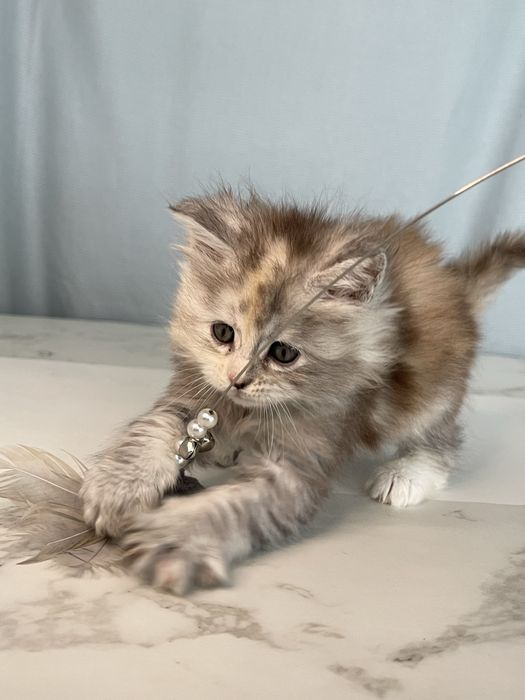 Справжні Мейн-куни з родоводом