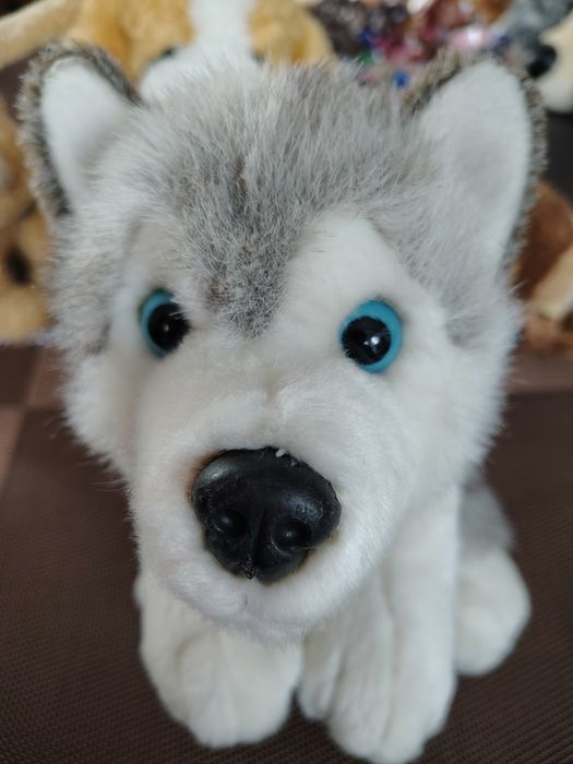 Pluszak pies husky Blizzard Kell Toys