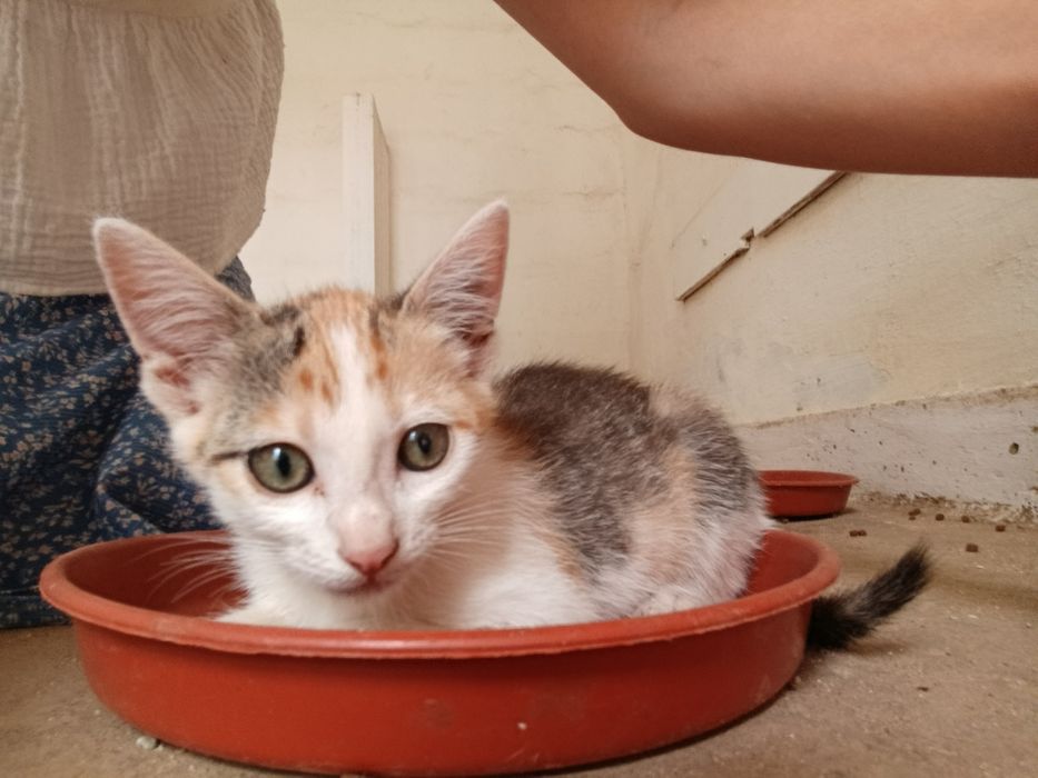 Gatinha para adoção