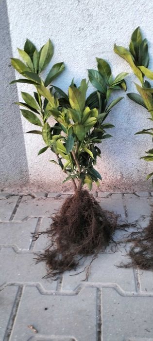 Laurowiśnia novita caucasica