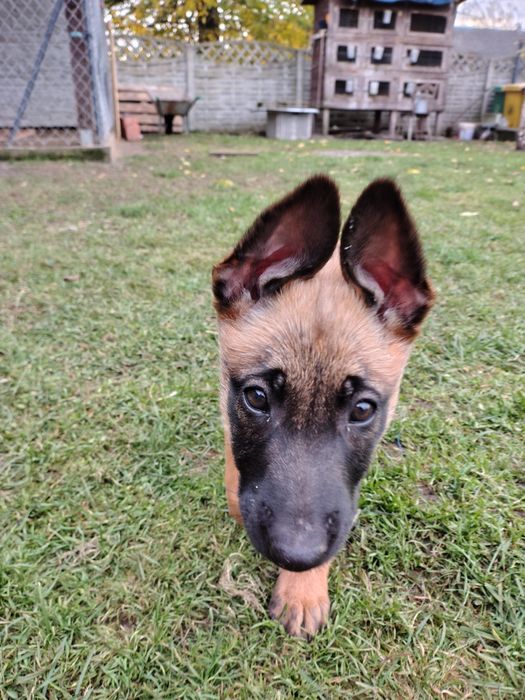 Owczarek Belgijski Malinois