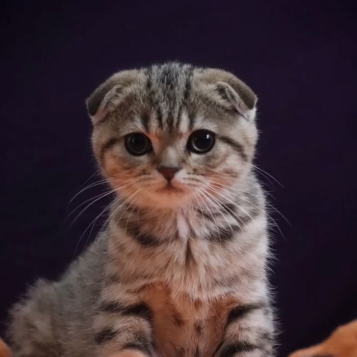 Чарівний хлопчик