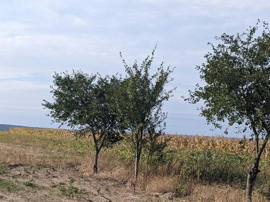 Земельна ділянка під будівництво у с.Радча (13)
