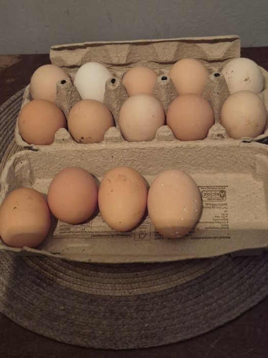 Jajka wiejskie eko