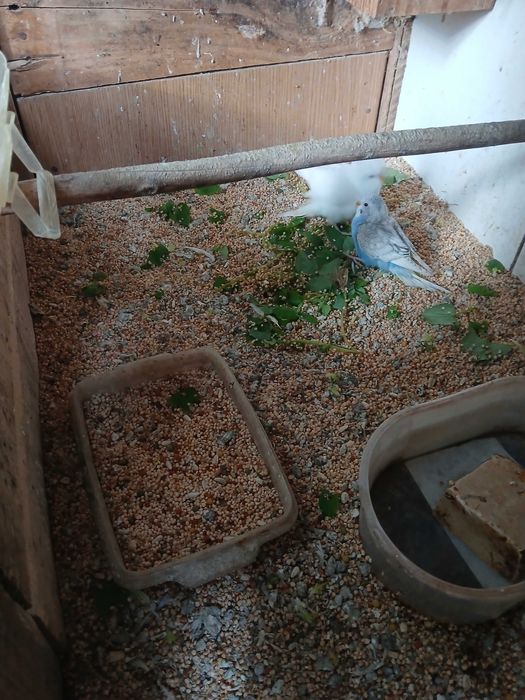 Vendo piriquitos australianos aves 2025