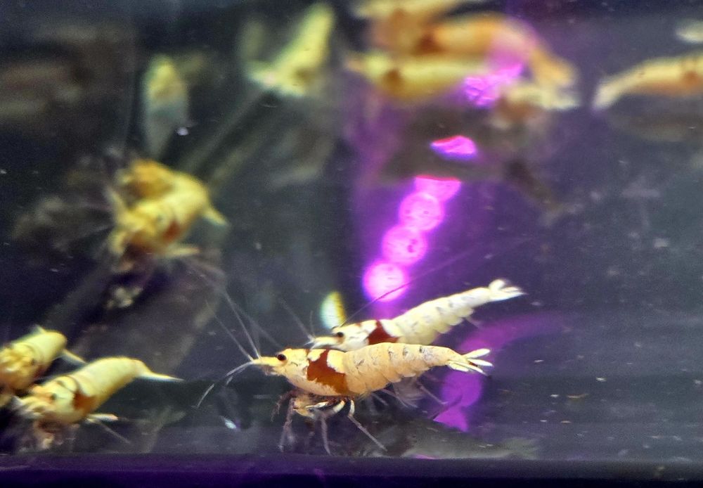 Krewetka caridina Pure red line (PRL)