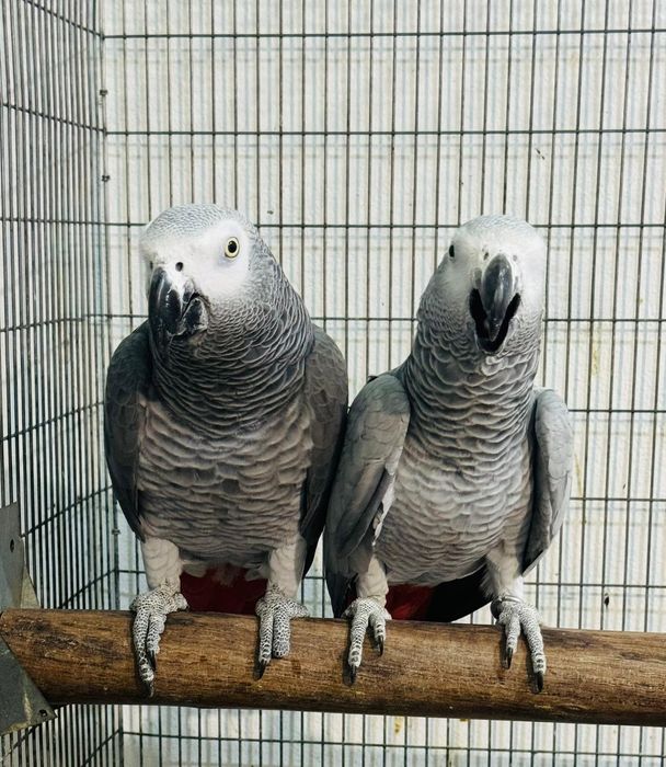 Papagaio cinzento