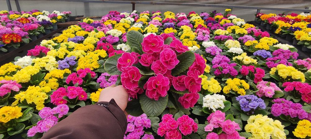 Квіти на 8 Березня