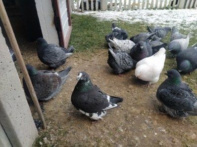 Sprzedam gołebie rasy  Giant Homer stare i młode