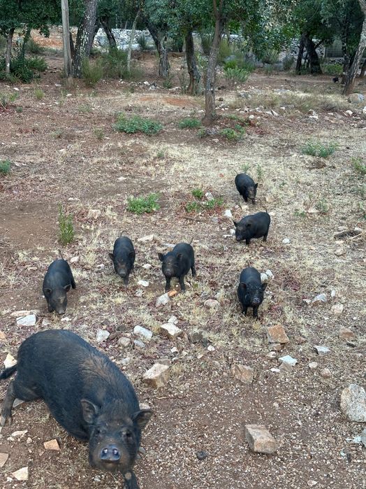 Porquinhos vietnamitas