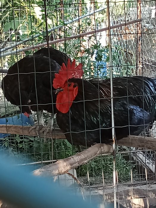 Gersey gigante juvenis
