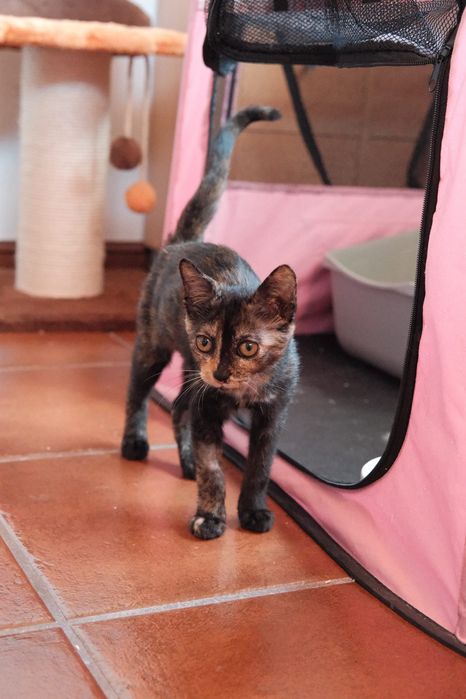 A Zoey procura uma família - gata bebé