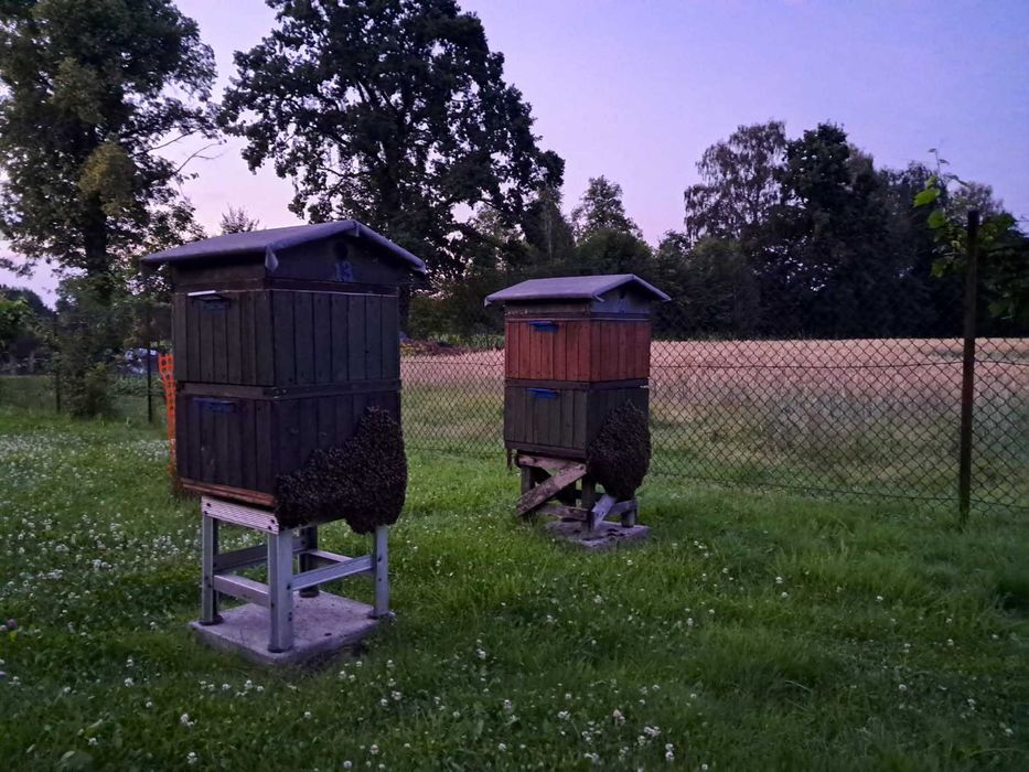 Ul typu wielkopolski