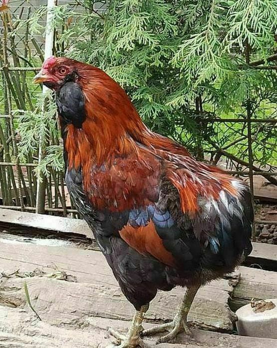 Kury Kura Rosy naturalne ekologiczne kury pisklaki araucany kury rosy