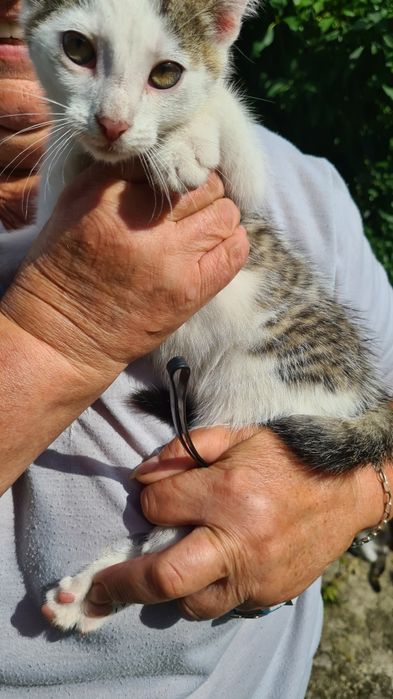 5 kociąt szuka kochających domów