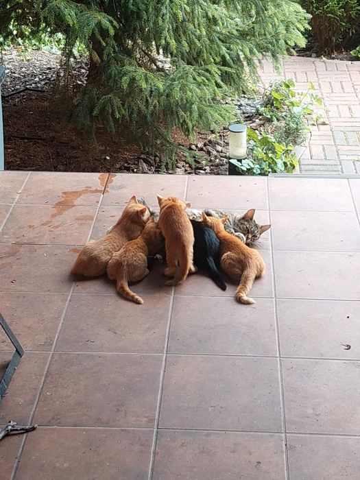 Кошеня, котеня, руде кошеня, чорне кошеня