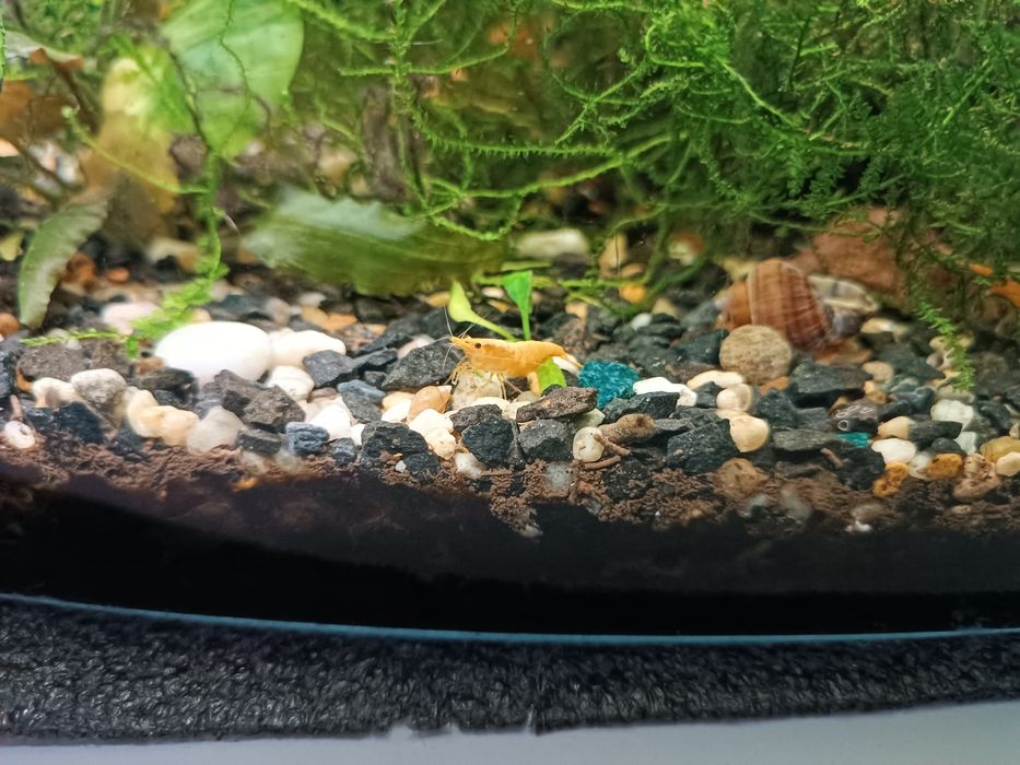 Sprzedam Krewetki Yellow