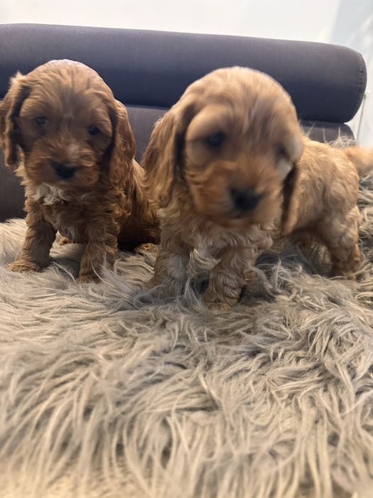 Suczka Cockapoo/ Cocapoo - Cocker Spaniel +Pudel miniaturowy