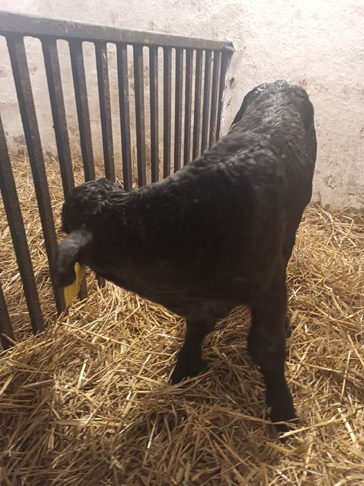 Byczek cielak mięsny