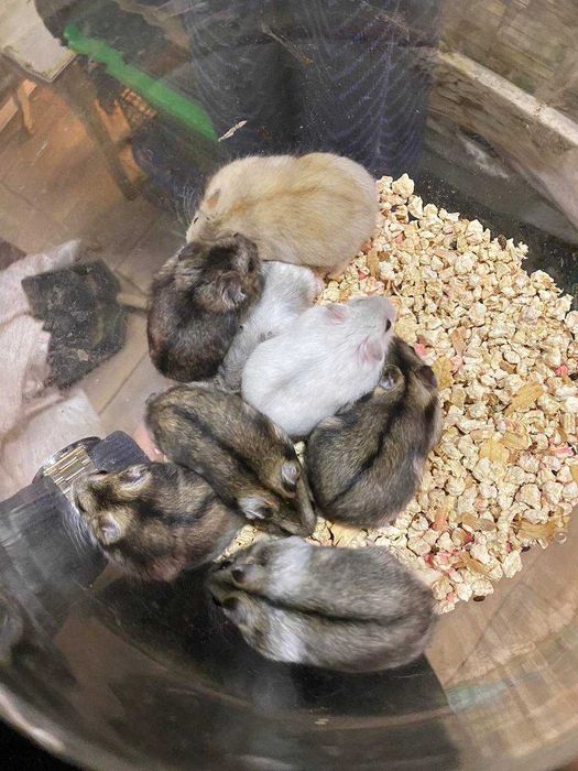 Джунгарський хом'як, джунгарики, ручні хомяки