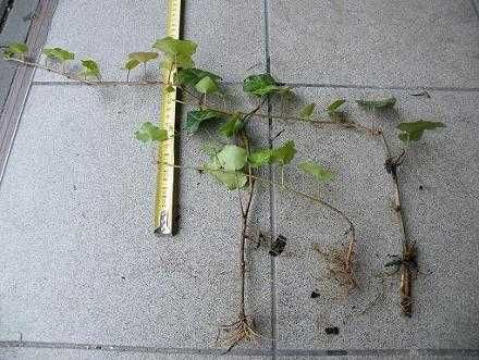 Bluszcz pospolity zimozielony hedera helix - roślina z gruntu