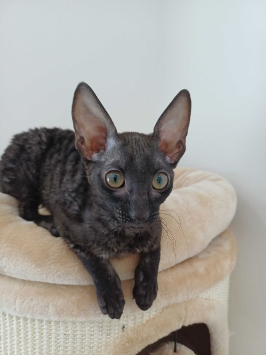 CORNISH REX - Dostępna kotka o imieniu CARMEN Hodowla: MatiMalwa*PL