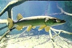 Amur sandacz pstrąg karp koi lin jesiotr