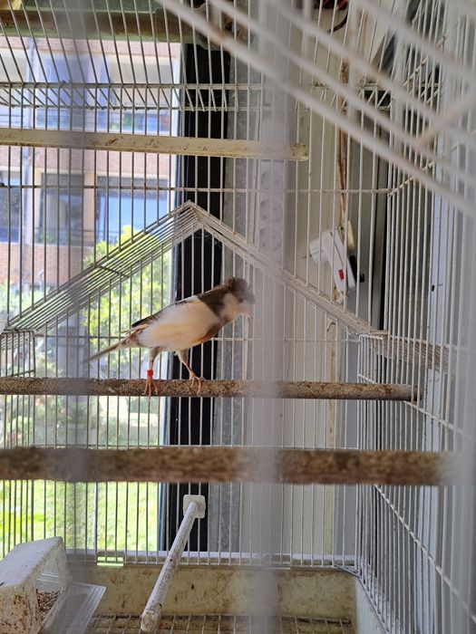 Aves para venda diamantes de gold