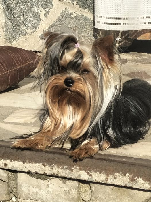 Кобель мини 1400гр вязка