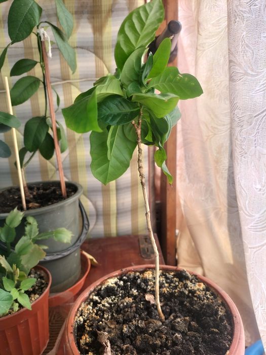 Растения экзотические