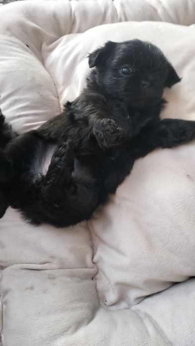 Shih Tzu czarniutkie maleństwo
