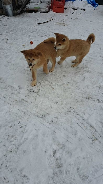 Akita inu sprzedam suczka