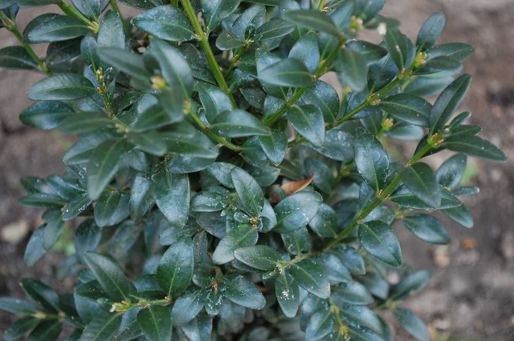 Bukszpan wieczniezielony 'Belleville' Buxus 030