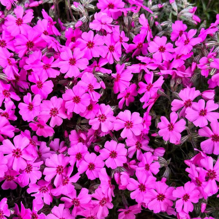 Floks szydlasty Różowy, Płomyk (Phlox subulata) w doniczce P9/0.5L