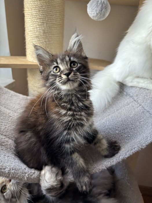 Kotka Maine coon zarezerwowana