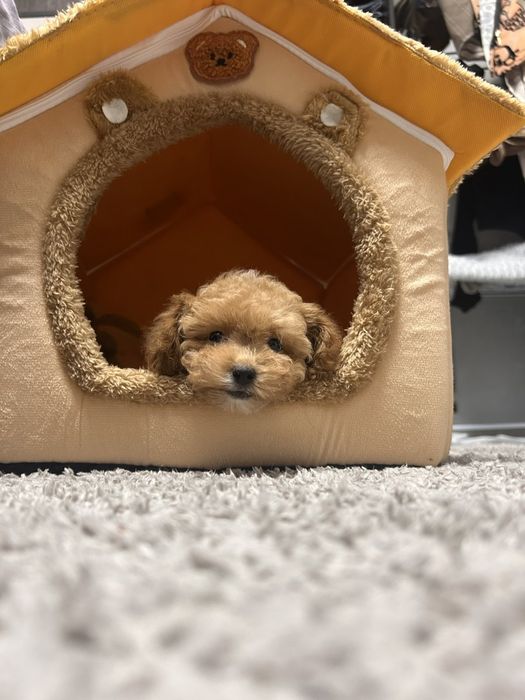 Дівчинка мальтіпу мінік