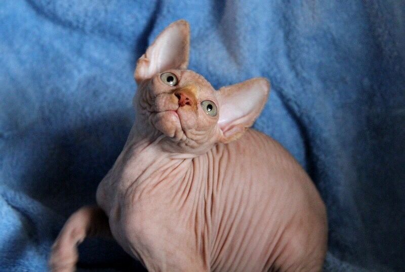 Мальчишки и девчонки