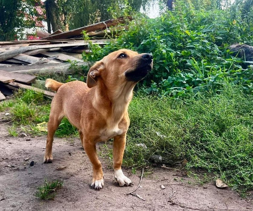 Młoda nie duża Sunieczka Hania szuka domku