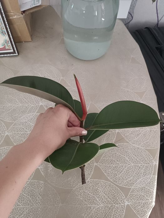 Саджанці фікуса робусти або еластіка