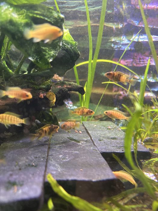 Ciclideos criacao propria