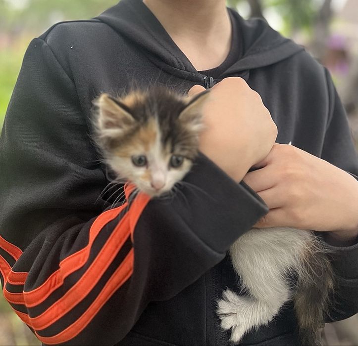 Кошенята котята 1,5 місяця (безкоштовно)