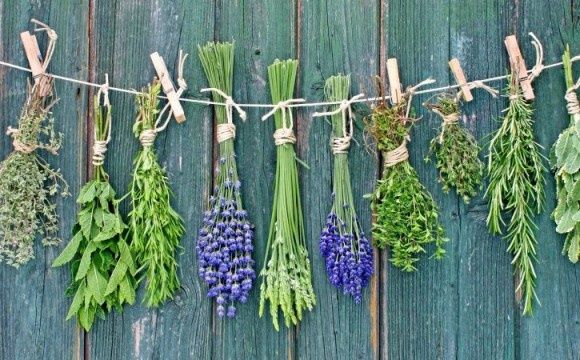 Лікарські рослини, фітотерапія, народна медицина