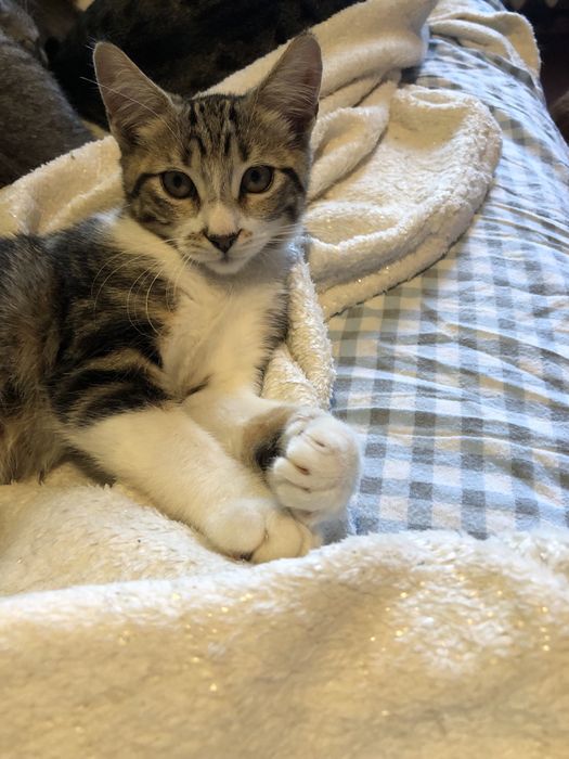 Котенок в добрые руки полупородистый