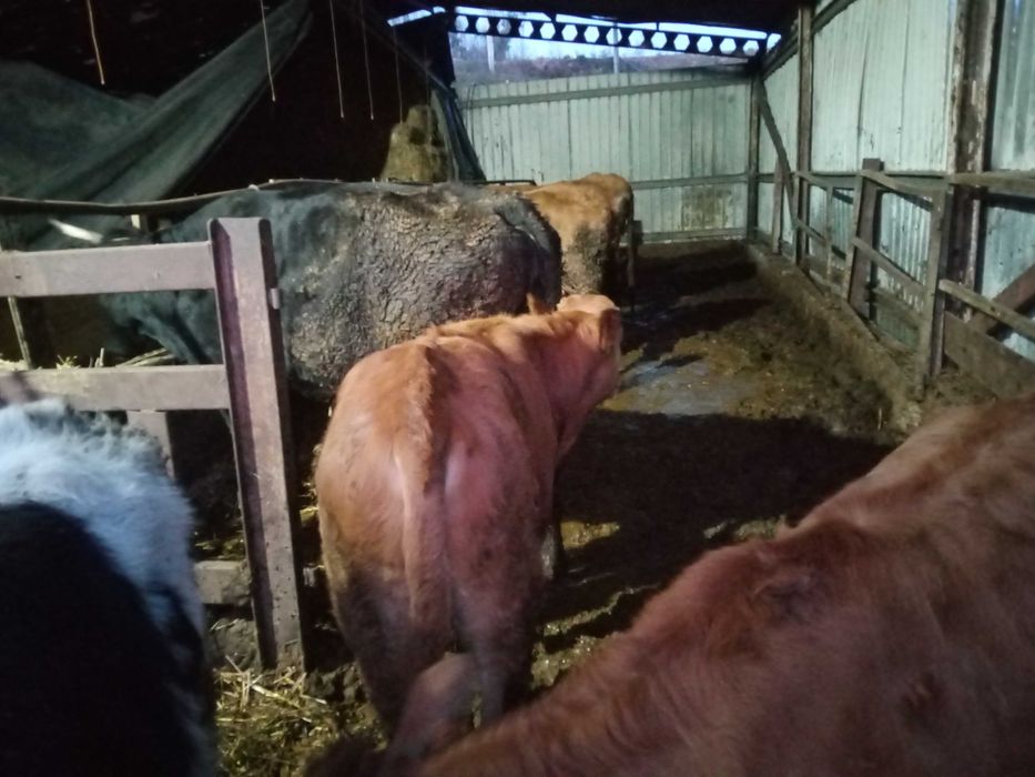 Vendo vitelos raça marinhoa