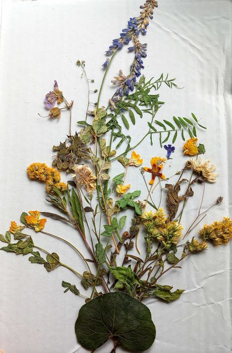 Rękodzieło #hobby #suszone #kwiaty