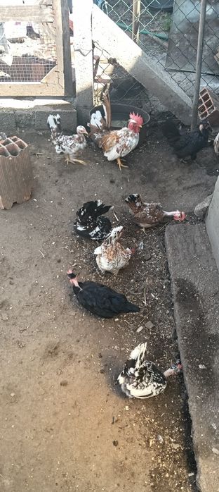 Garnizas carecas minis para venda