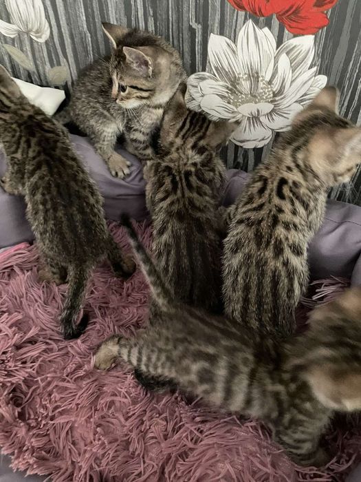 Бенгальські кошенята