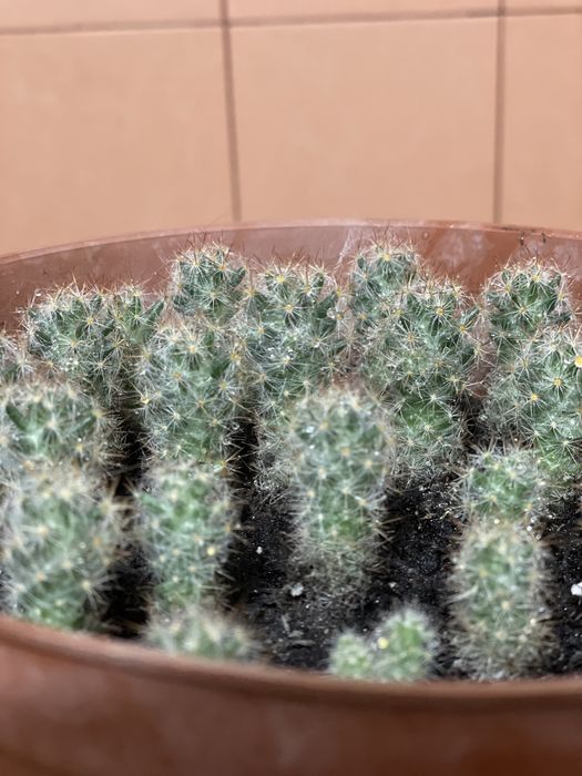 Кактус, вазони